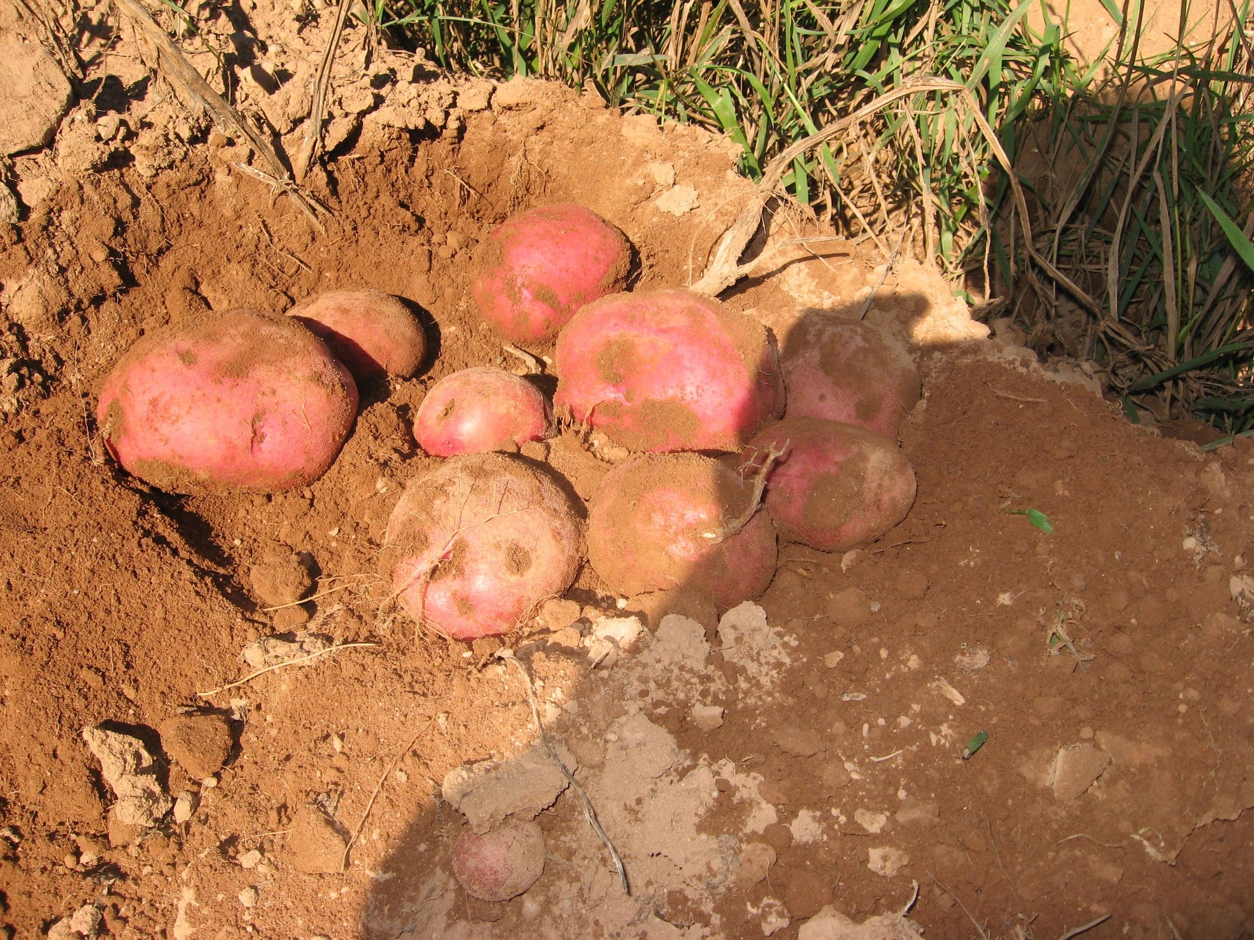 Red potatoes harvested from soil