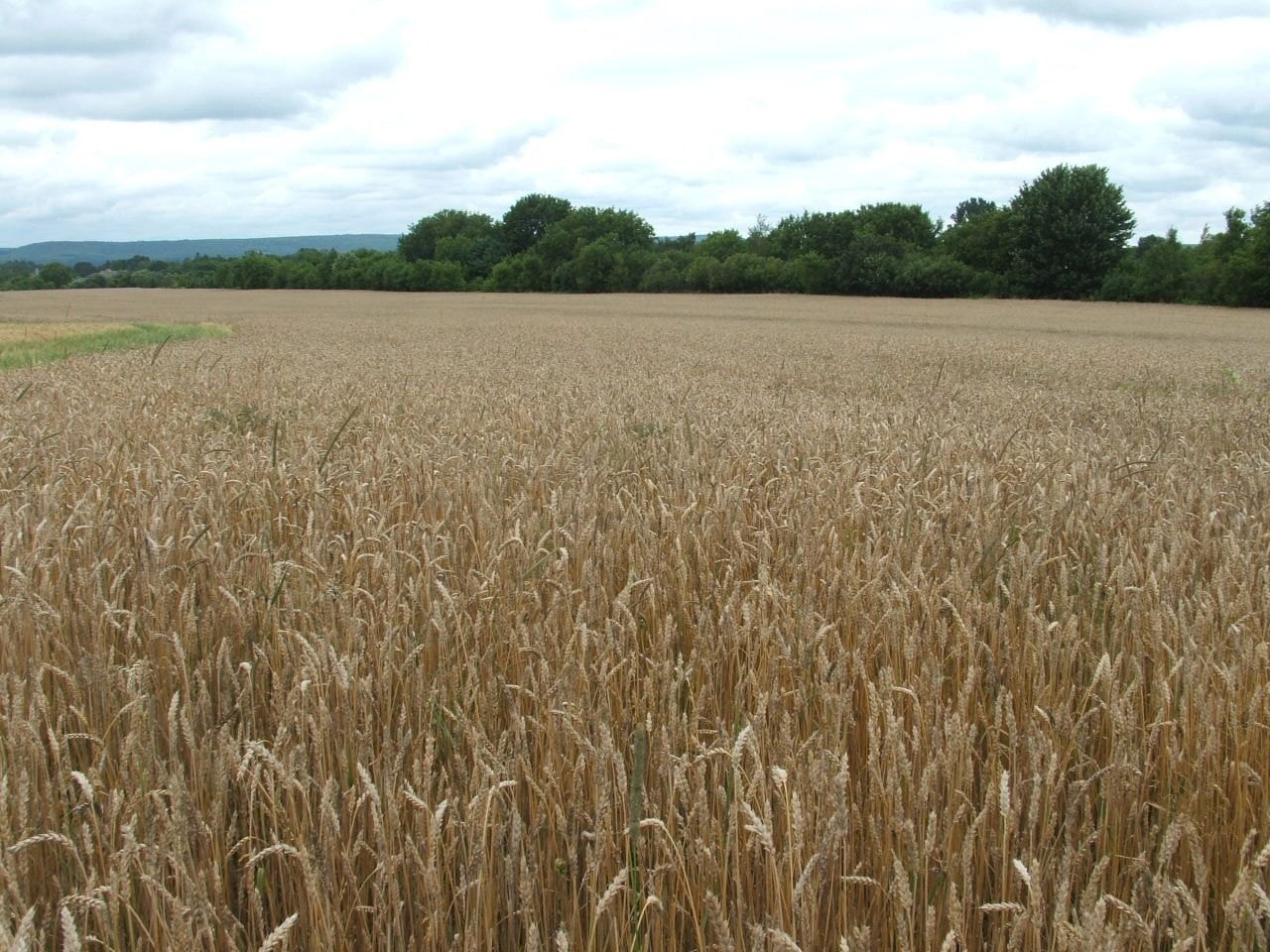 Grain field harvest landscape